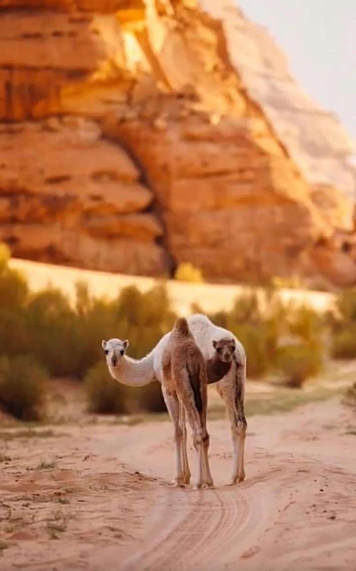 Hotel Bedouin Future Camp Wadi Rum Exterior foto